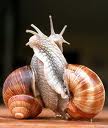Schnecke