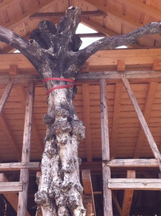 485627_4255756889810_6974144171817239062_n